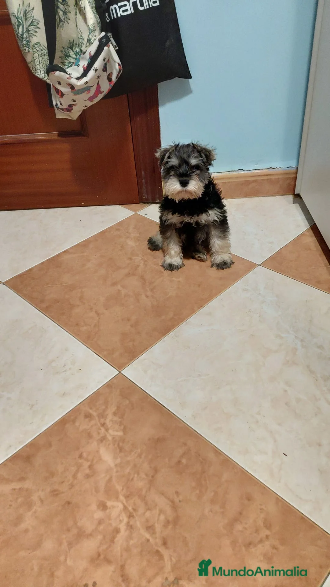 Schnauzer Miniatura perros en venta: Esnauzer Mini hembra y macho  - Anuncio 3