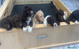 Perro de Agua Portugués perros en venta: LAGOTTO ROMAGNOLO - Imagen 9