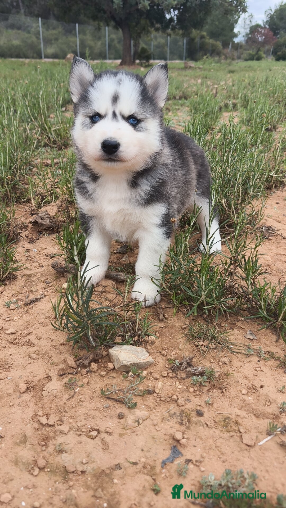 Husky Siberiano perros en venta: Husky SIBERIANO disponibles  - Anuncio 8