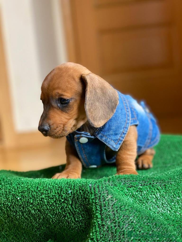 Teckel Miniatura perros Teckel clásicos !  en Ciudad Real - Anuncio 2