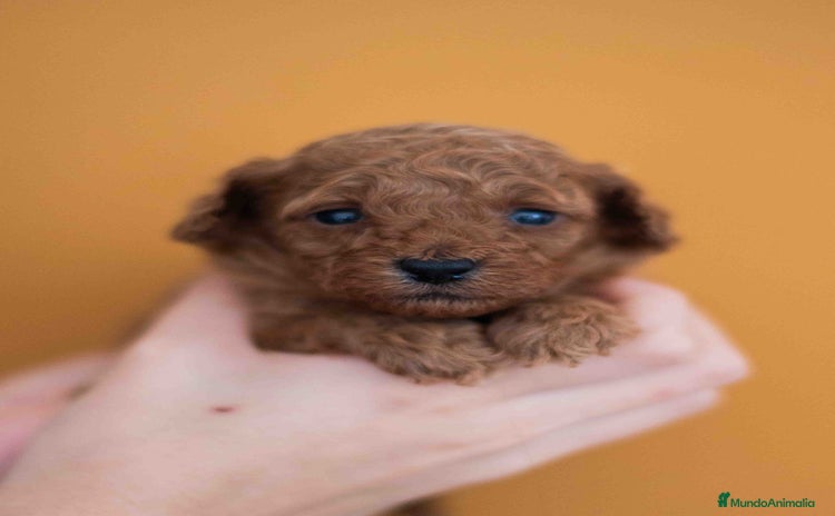 Caniche Toy perros - Anuncio 4