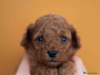 Caniche Toy perros - Anuncio 1