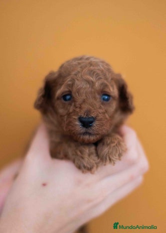 Caniche Toy perros - Anuncio 1