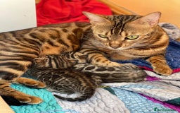 Bengalí gatos en venta: Machito y Hembrita Gato Bengalí - Imagen 3