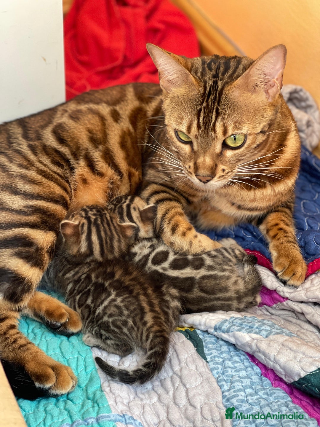 Bengalí gatos en venta: Machito y Hembrita Gato Bengalí - Imagen 3