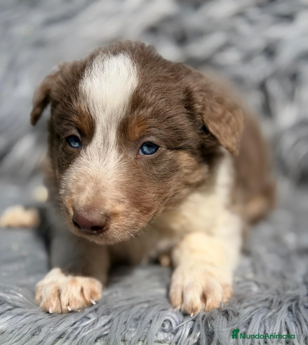 Border Collie perros en venta: BORDER COLLIE TRICOLOR LILAC - Anuncio 8