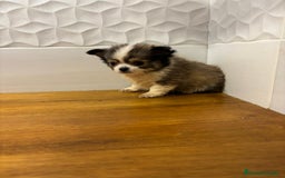 Chihuahua perros en venta: Chihuahuas  - Anuncio 5