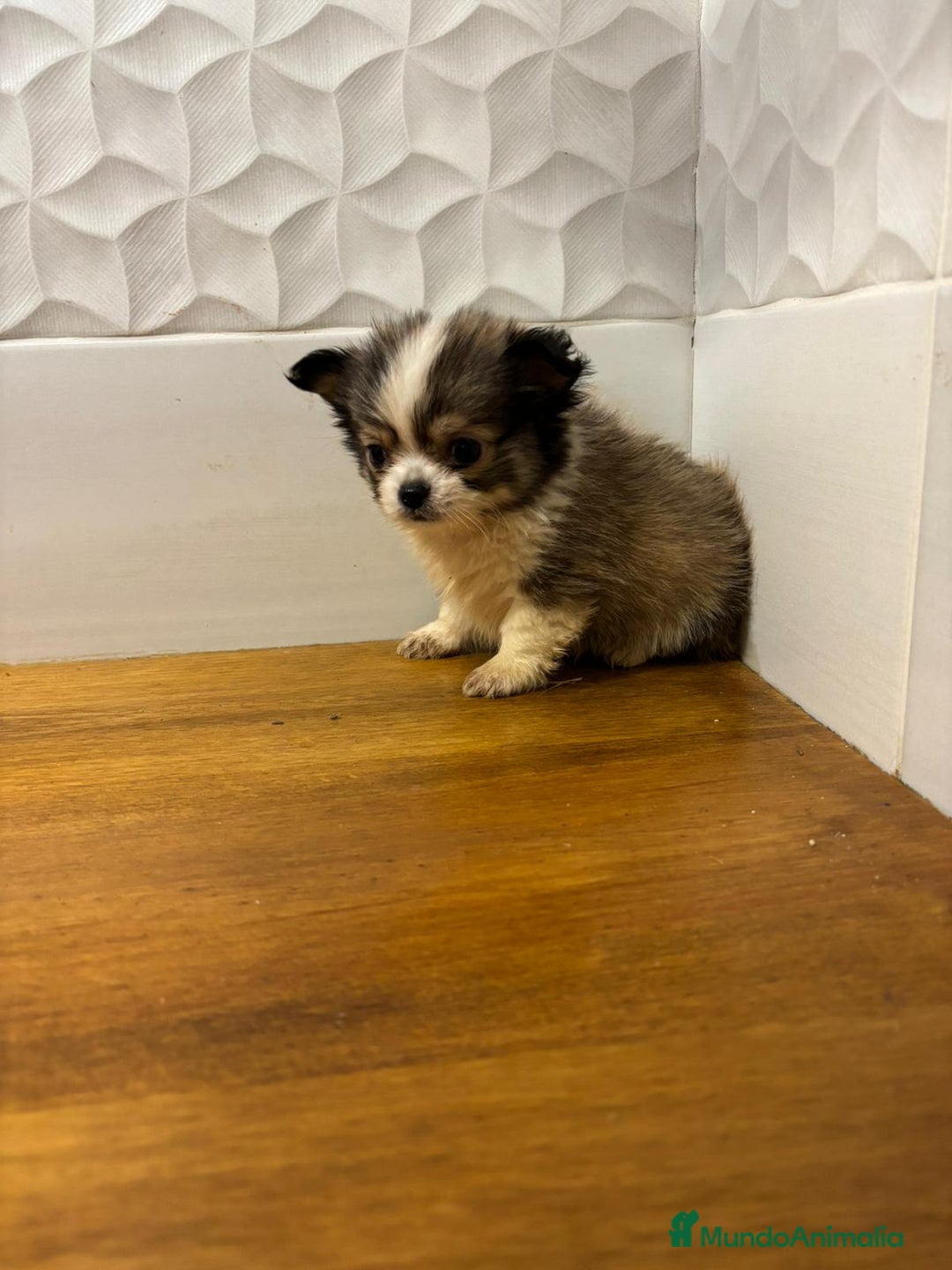 Chihuahua perros en venta: Chihuahuas  - Anuncio 5