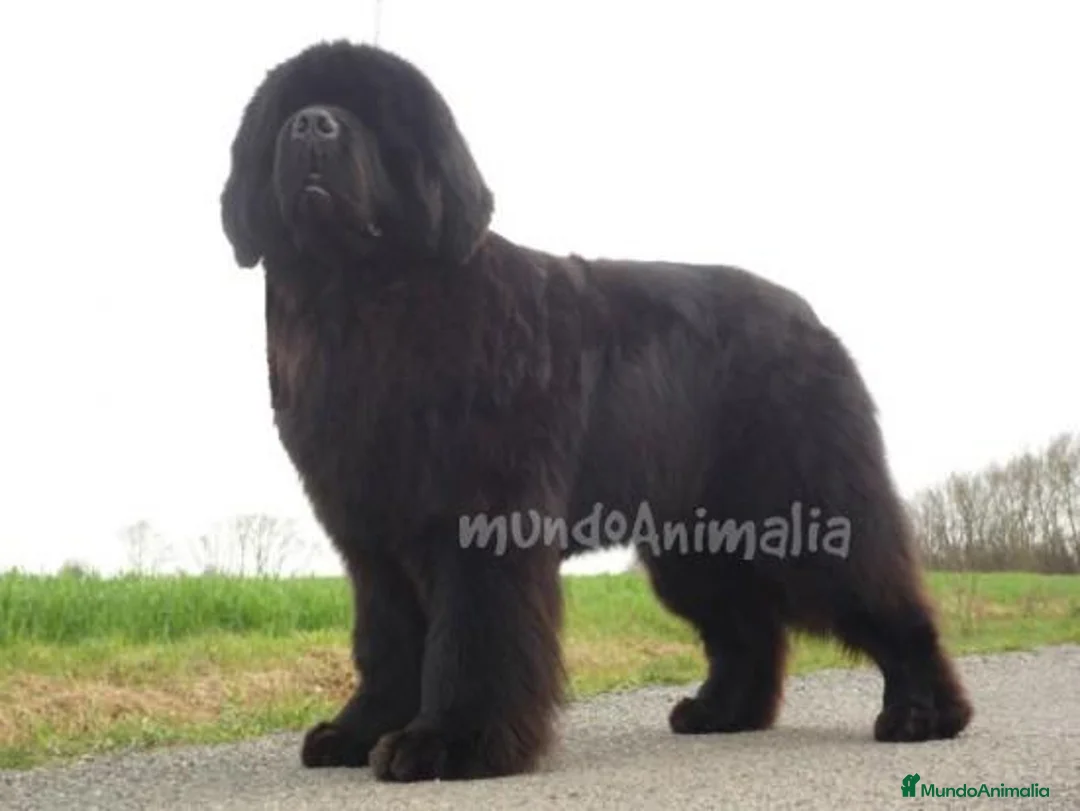 Imagen de galería {{count}}