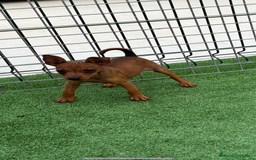 Pinscher Miniatura perros en venta: Pincher macho  - Imagen 1