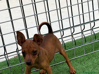 Pinscher Miniatura perros - Anuncio 20