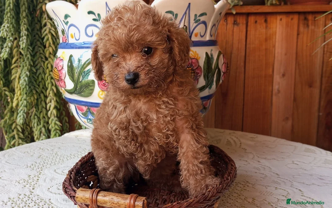 Caniche Toy perros en venta: Precioso caniche toy rojo - Anuncio 2