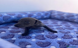 Whippet perros en venta: Whippet blue  - Imagen 22