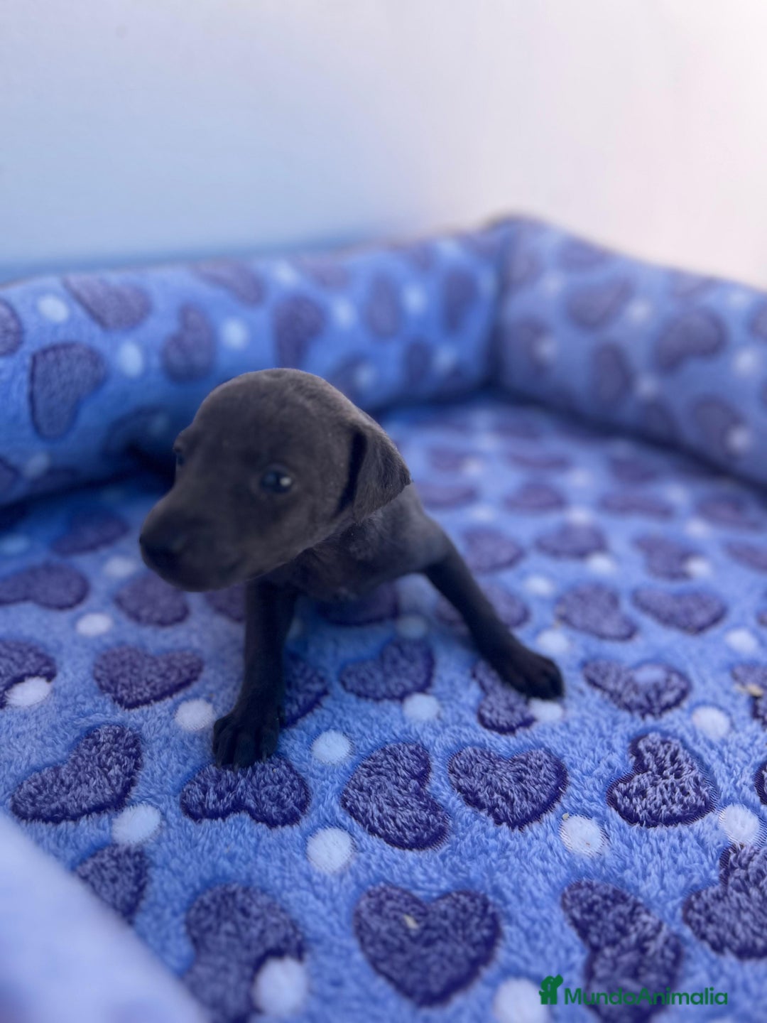 Whippet perros en venta: Whippet blue  - Imagen 22