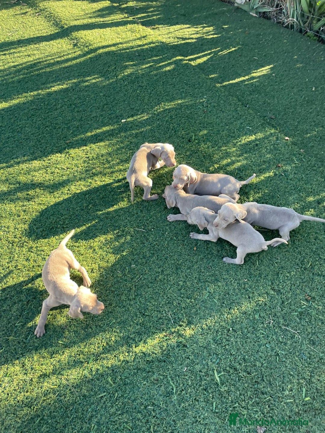 Braco Alemán de Pelo Corto perros en venta: Braco weymar  - Anuncio 3