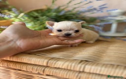Chihuahua perros en venta: Chihuahua cabeza manzana toy.  - Imagen 7