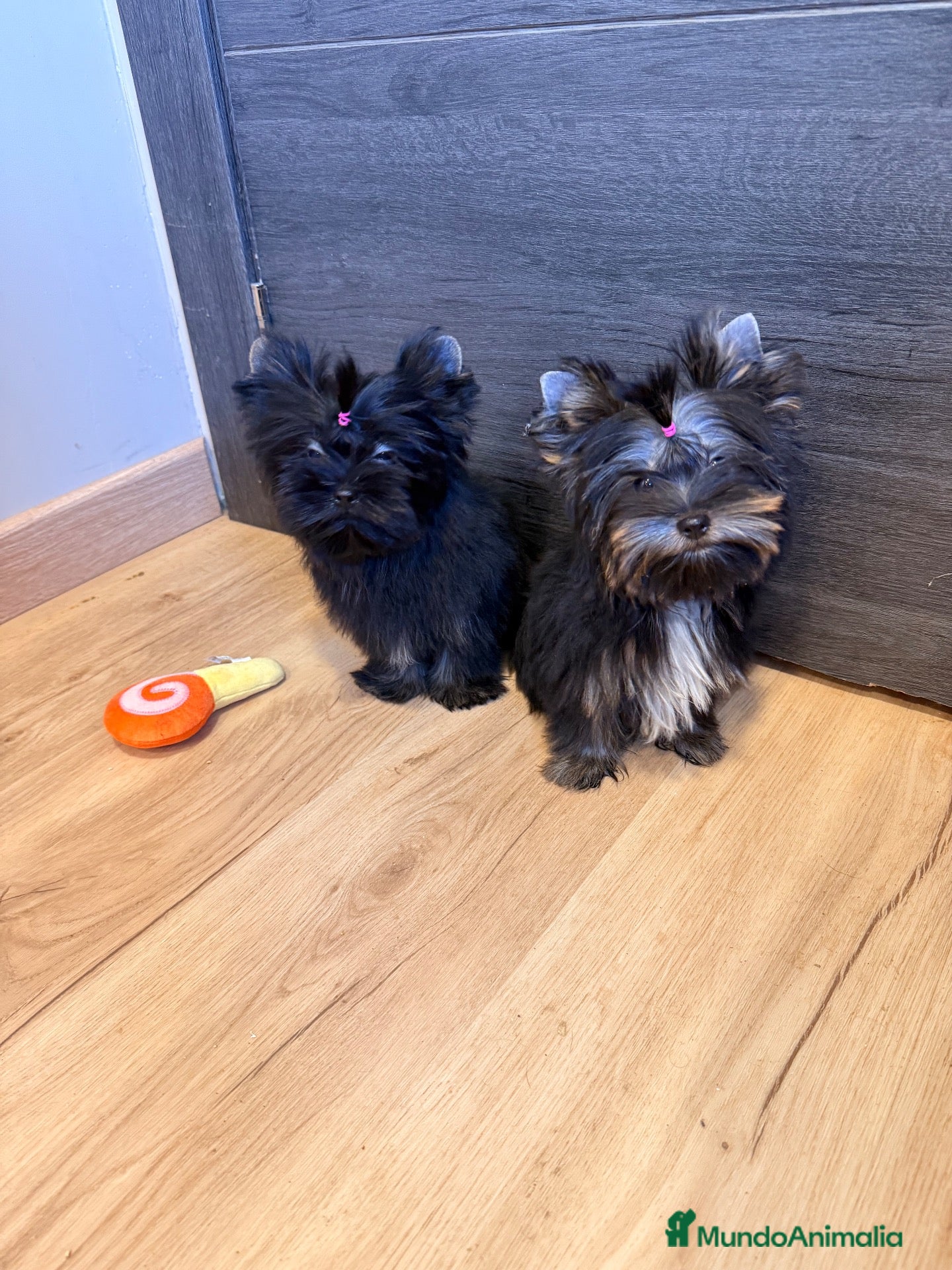 Yorkshire Terrier perros Monísimo Yorkshire Toy - Anuncio 1
