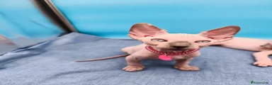 Sphynx Gatito 3