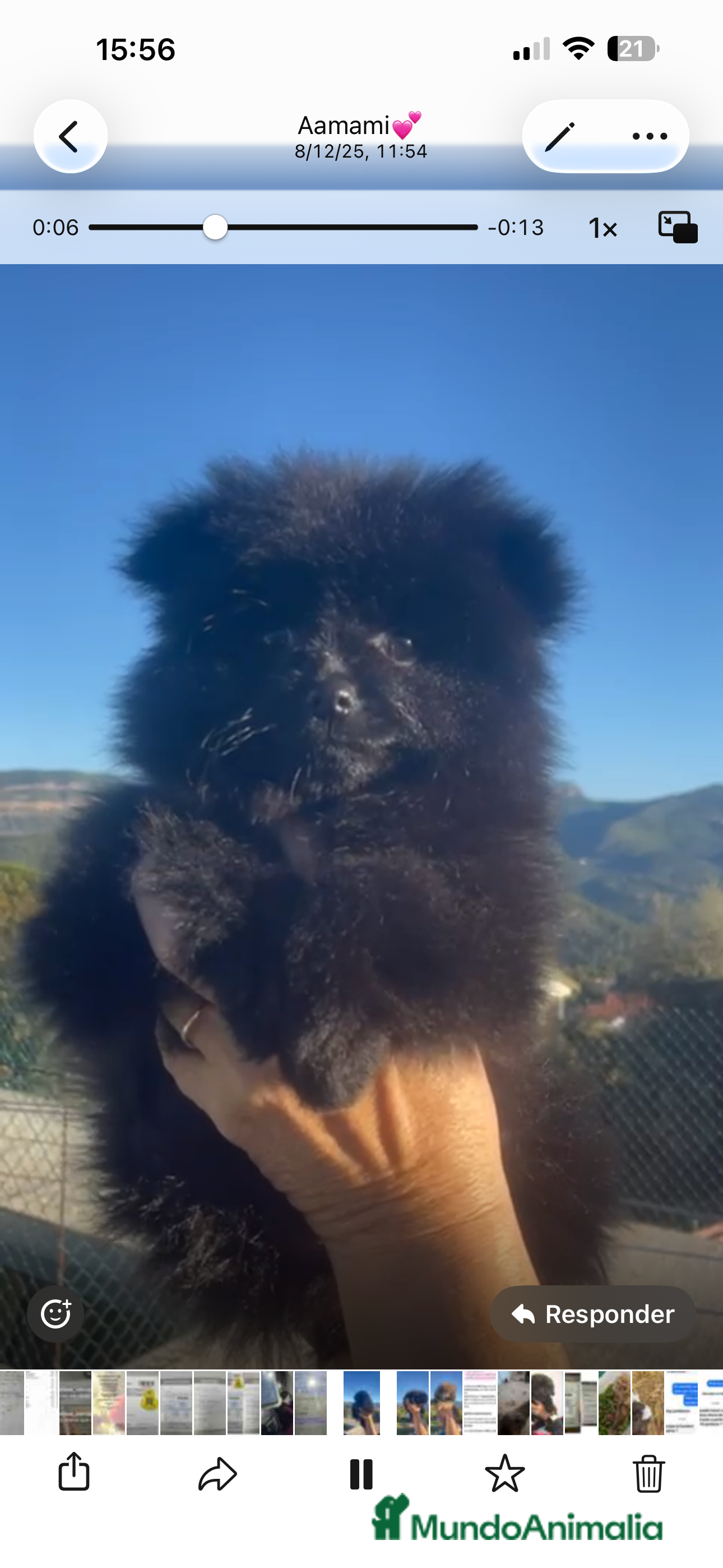 Pomerania perros Última hembra de Pomerania negra disponible 🐾 - Anuncio 1