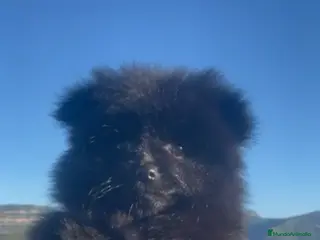 Pomerania perros Última hembra de Pomerania negra disponible 🐾 - Anuncio 1