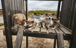 Shiba Inu perros en venta: Cachorros de Shiba Inu - Imagen 2