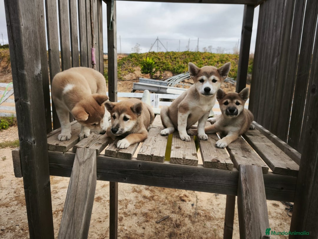 Shiba Inu perros en venta: Cachorros de Shiba Inu - Imagen 2
