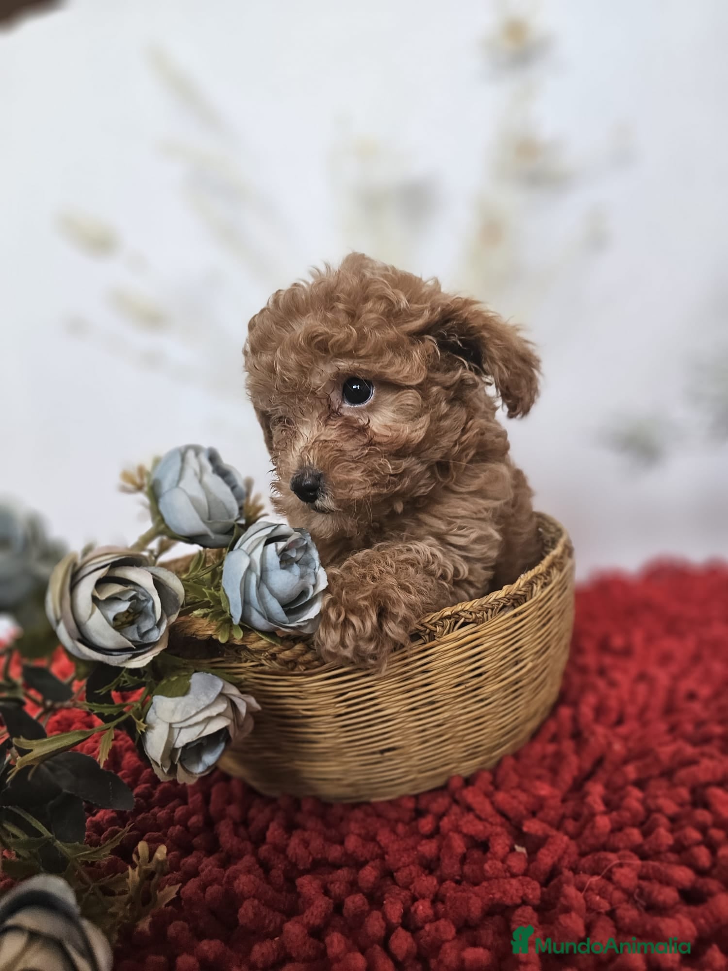 Caniche Toy perros EJEMPLARES DE CANICHE ROJOS - Anuncio 11
