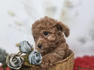 Caniche Toy perros EJEMPLARES DE CANICHE ROJOS - Anuncio 11