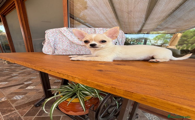 Chihuahua perros - Anuncio 3
