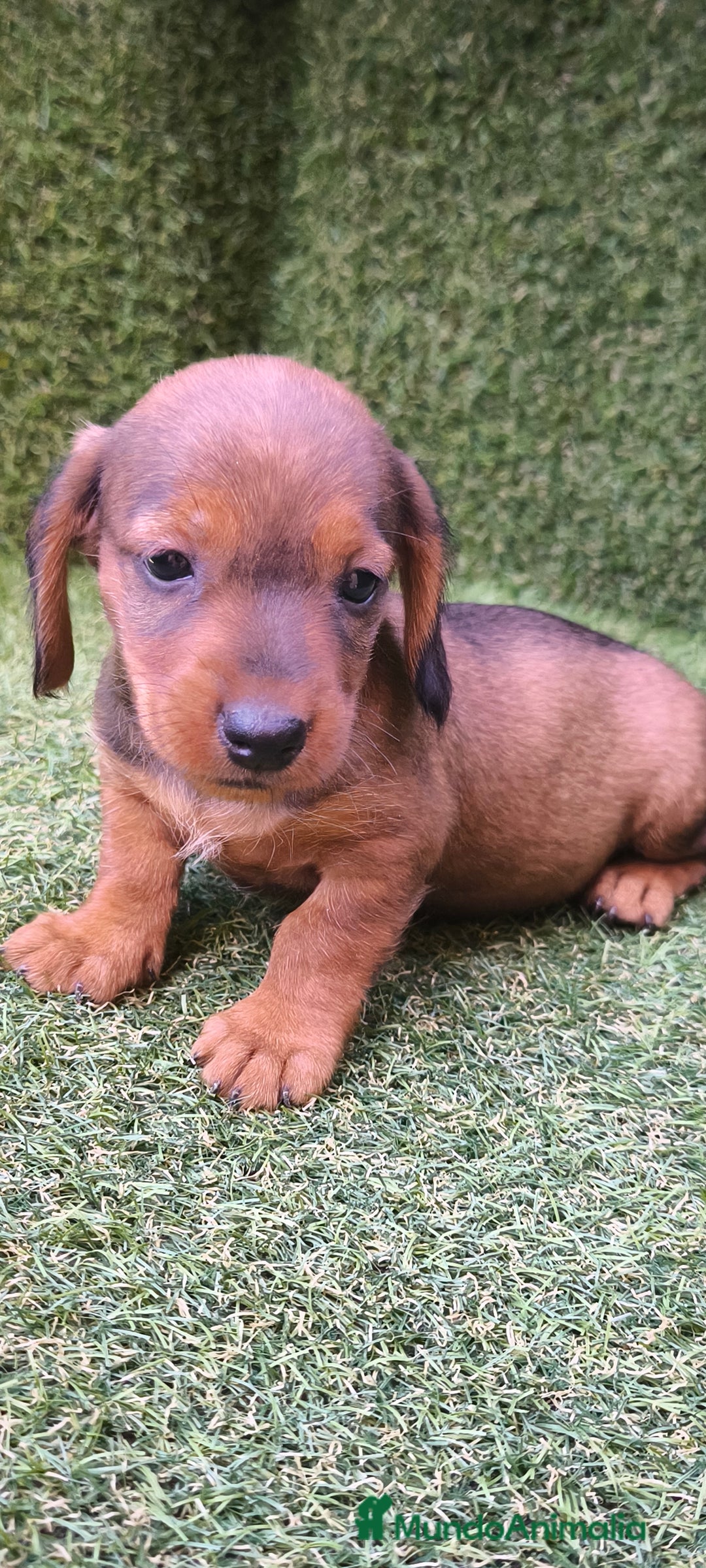 Teckel Miniatura perros en venta: camada teckel mini  - Imagen 13