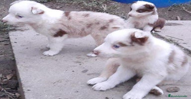 Border Collie perros - Anuncio 13