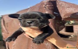 Bulldog Francés perros en venta: 3 hembras de bulldog francés  - Imagen 1