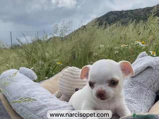 Chihuahua perros en Ciudad Real - Anuncio 32
