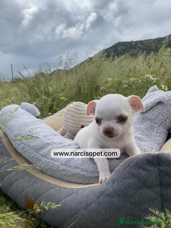 Chihuahua perros CHIHUAHUA BLANCO PRECIOSO en Ciudad Real - Anuncio 8