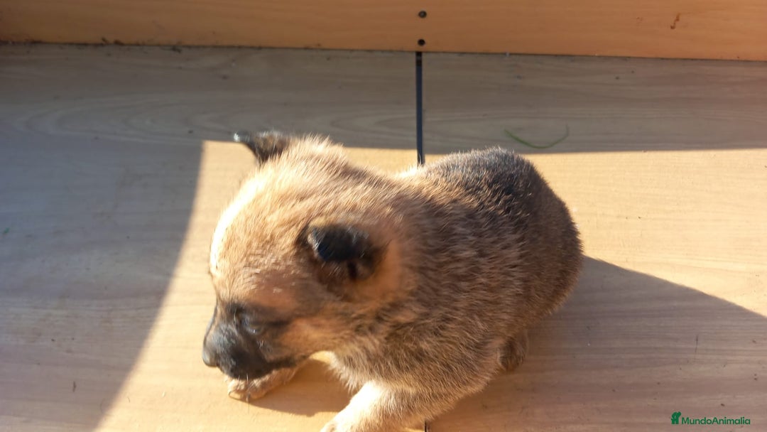 Pastor Alemán perros en venta: Pastor alemán de trabajo  - Anuncio 6