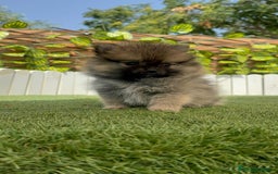 Pomerania perros en venta: POMERANIA MACHO - Imagen 19