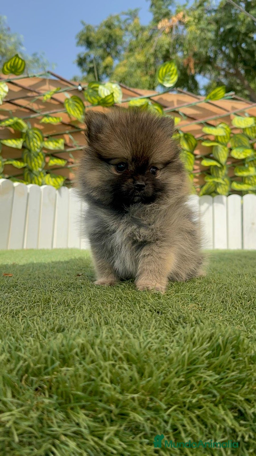 Pomerania perros en venta: POMERANIA MACHO - Imagen 19