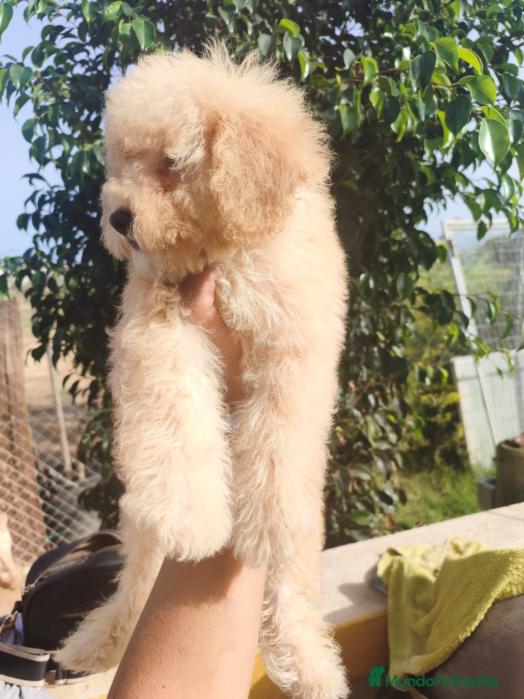 Caniche Toy perros en venta: Caniche Toy - Imagen 8
