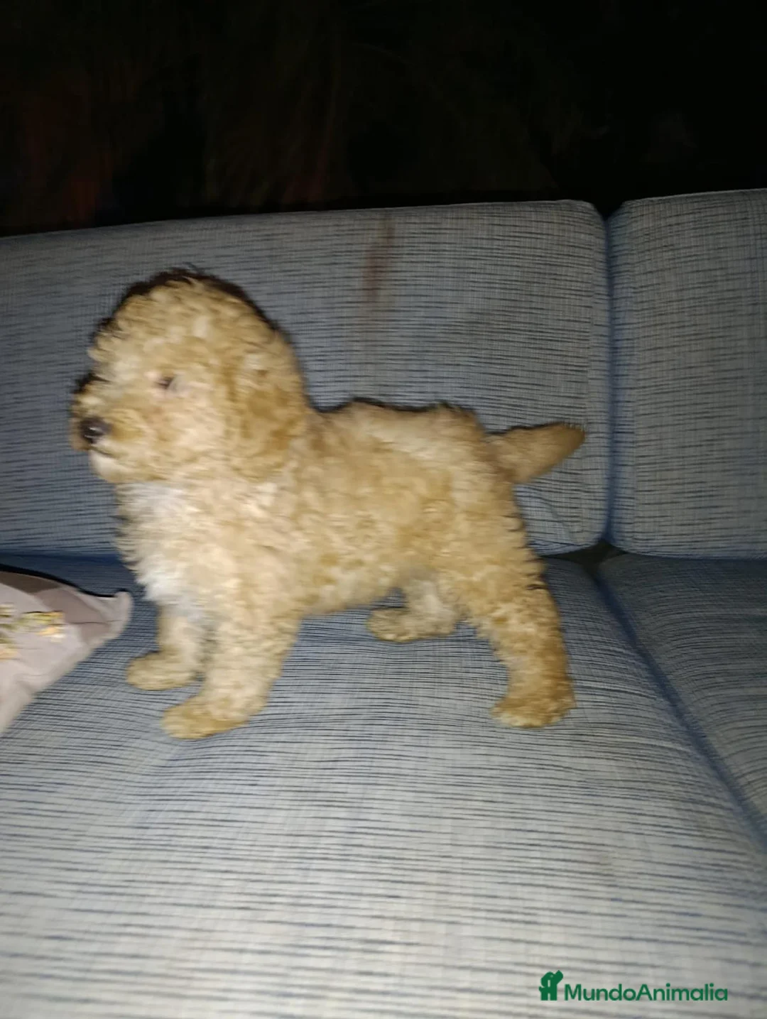 Caniche Toy perros en venta: Caniches - Anuncio 2