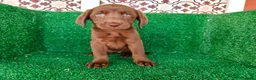 Labrador Retriever perros en venta: labrador retriever - Anuncio 8
