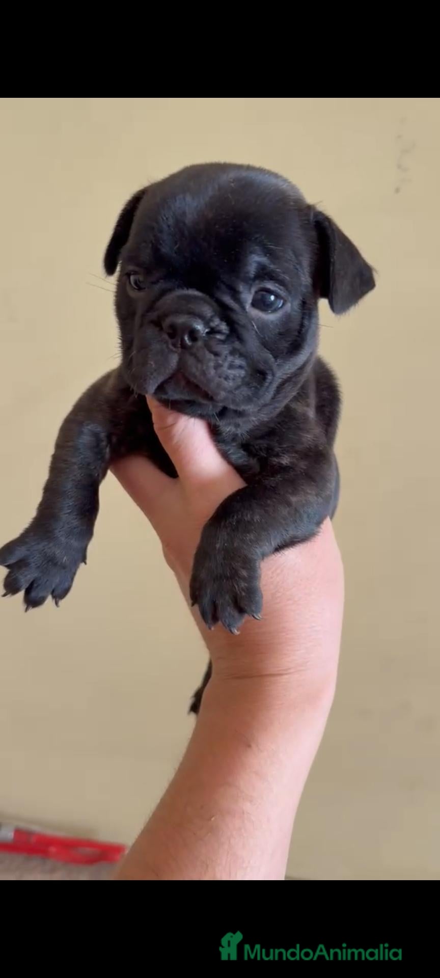 Bulldog Francés perros 🐾 Cachorros de Bulldog Francés 🐾 - Anuncio 3