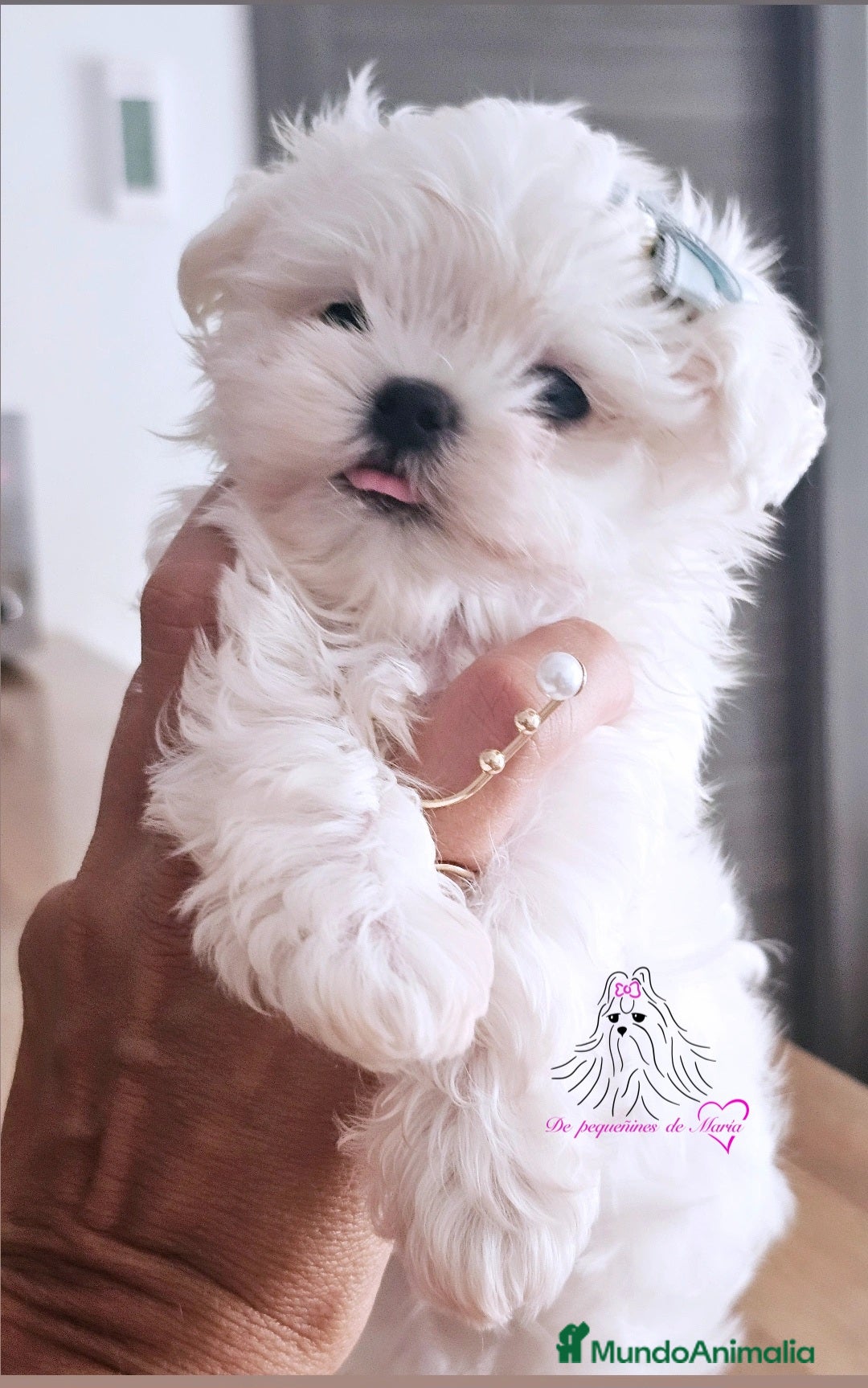 Bichón Maltés perros BICHON MALTES COREANO MINIATURA  - Anuncio 1