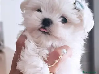 Bichón Maltés perros BICHON MALTES COREANO MINIATURA - Anuncio 1