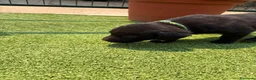Labrador Retriever perros en venta: LABRADOR - Anuncio 6