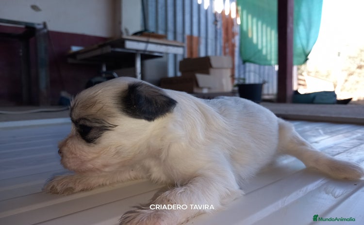 Otras razas perros - Anuncio 2