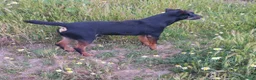 Terrier Alemán de Caza perros en venta: Jack terrier. - Anuncio 1