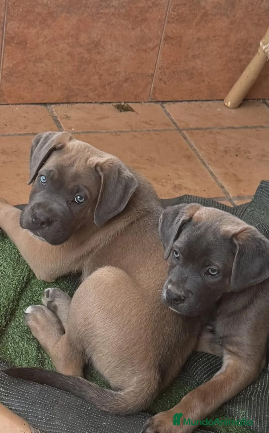 Cane Corso perros en venta: CAMADA CANE CORSOS - Anuncio 3