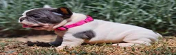 Bulldog Francés perros en venta: Bulldog francés  - Anuncio 4