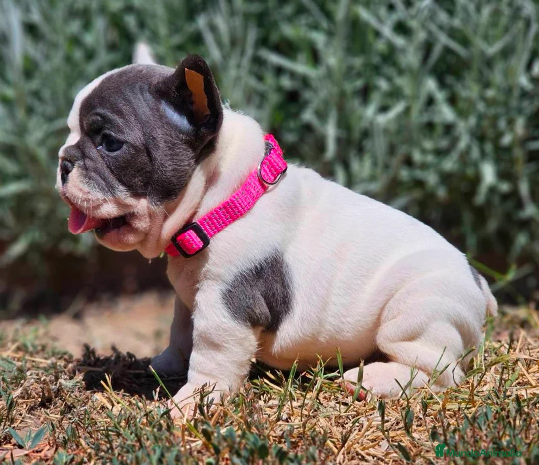 Bulldog Francés perros en venta: Bulldog francés  - Anuncio 4