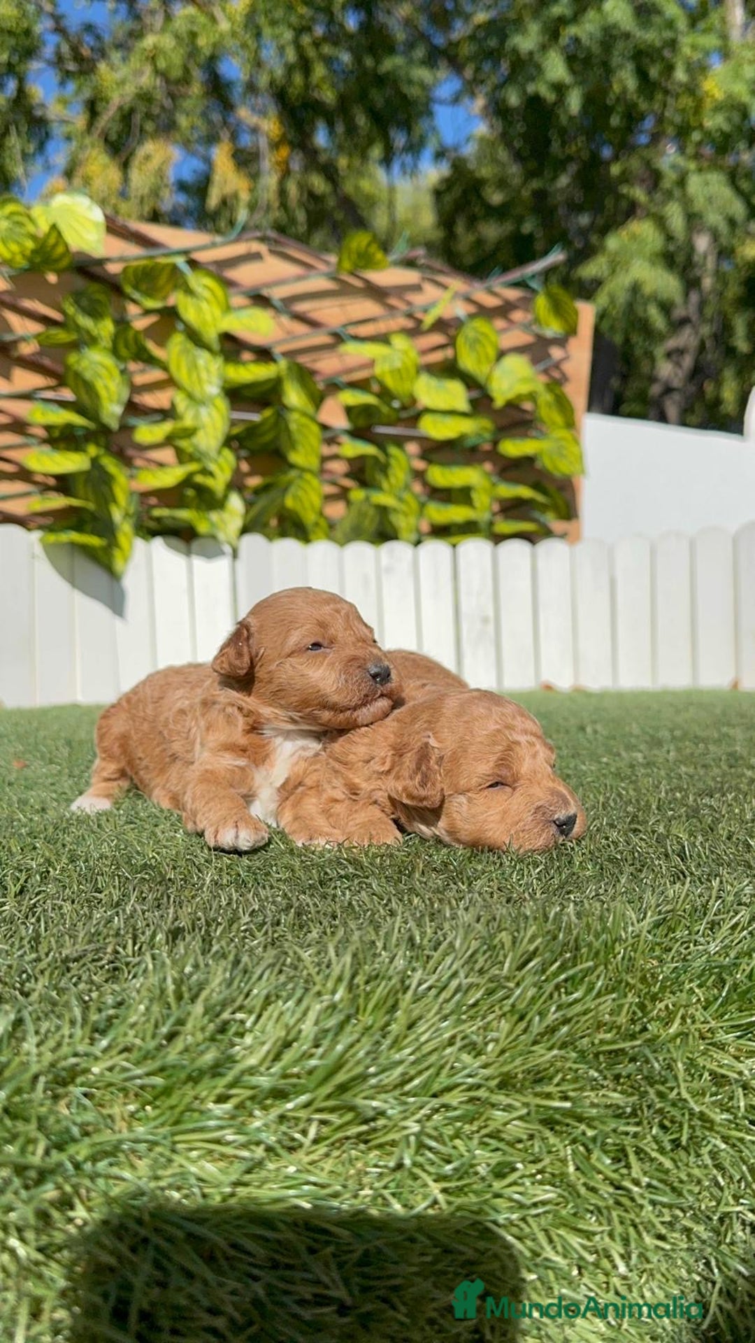 Caniche Toy perros en venta: CANICHE TOY - Imagen 3